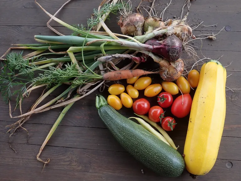 Freshly harvested onions, carrots, tomatoes and squash from a home vegetable garden