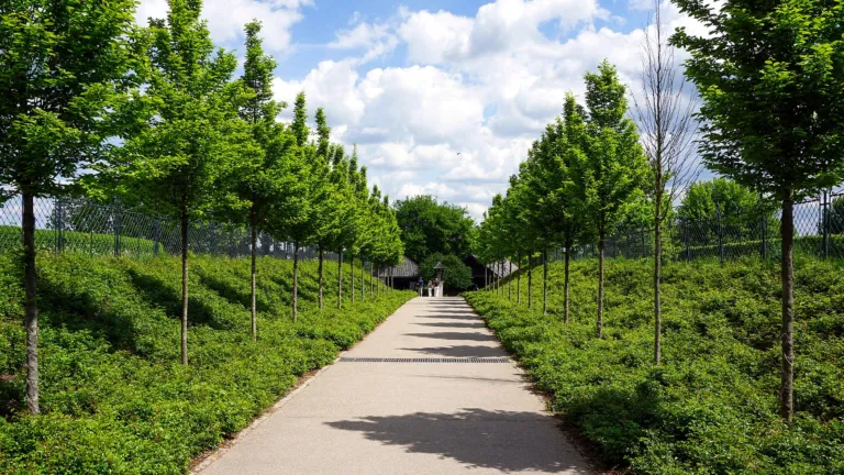 Paved walking path lined with young green trees under a bright sky