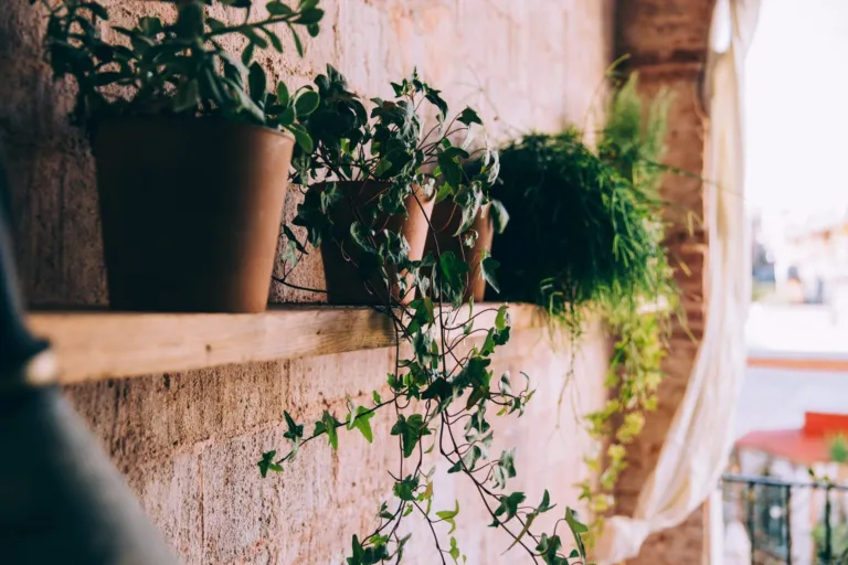 Potted green plants and trailing ivy on a rustic wall shelf