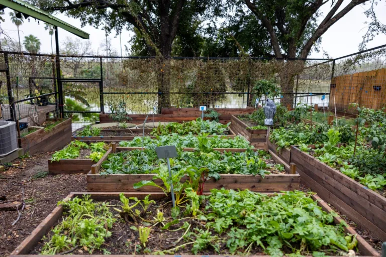 Wooden raised beds filled with leafy vegetables in a backyard garden